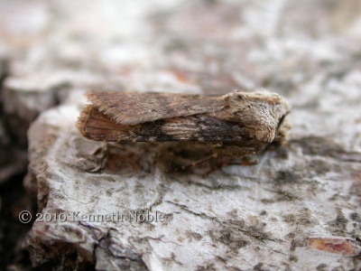 shuttle-shaped dart (Agrotis puta puta) male, Kenneth Noble
